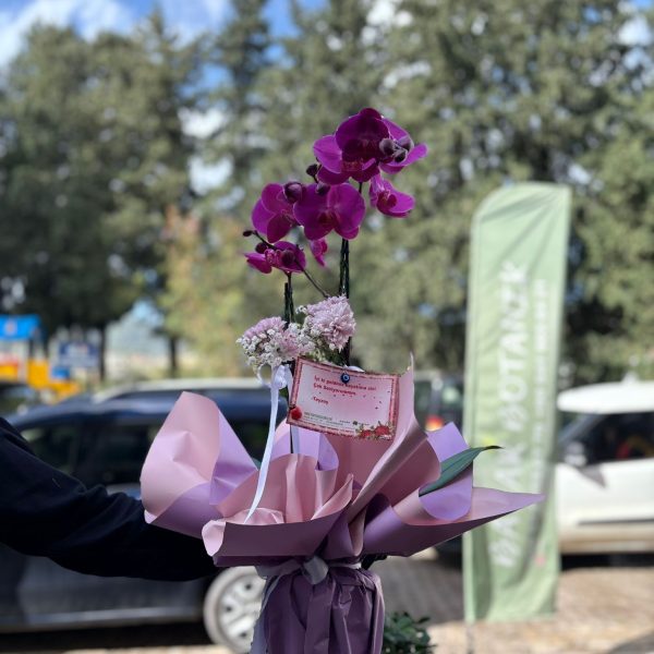 Koyu Mor renk çift dal Orkide