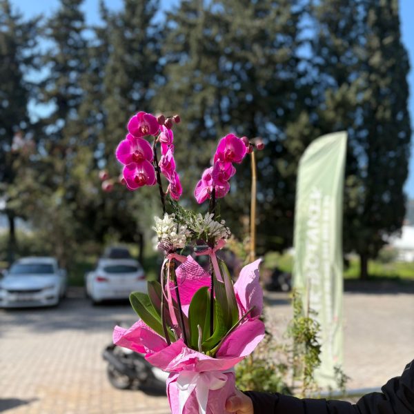 Açık mor renk çift dal Orkide