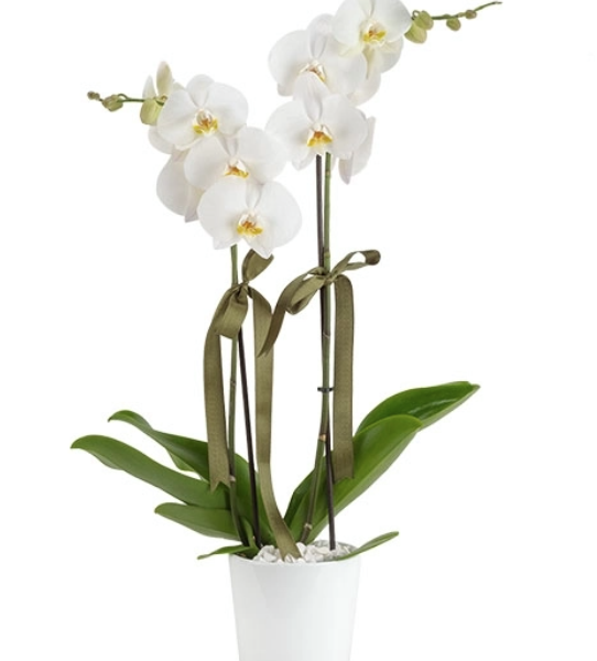 Beyaz renk çift dal Orkide